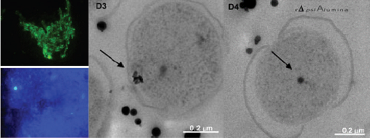 Cryo-transmission electron micrograph of bacterial cells